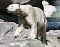 Polar Bear