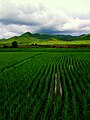 Paddy fields and mountains in the northeast of China,summer,2007