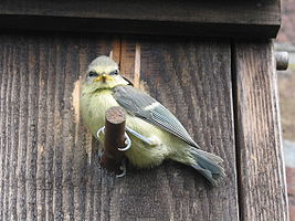 Blue tit.