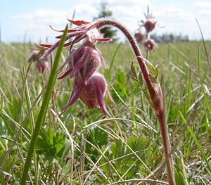 Three-Flowered Avens edit