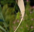 Gemeine Sichelschrecke - Phaneroptera falcata, Weibchen, Nymphe, am Bruchgraben in den Kirschgartshäuser Schlägen