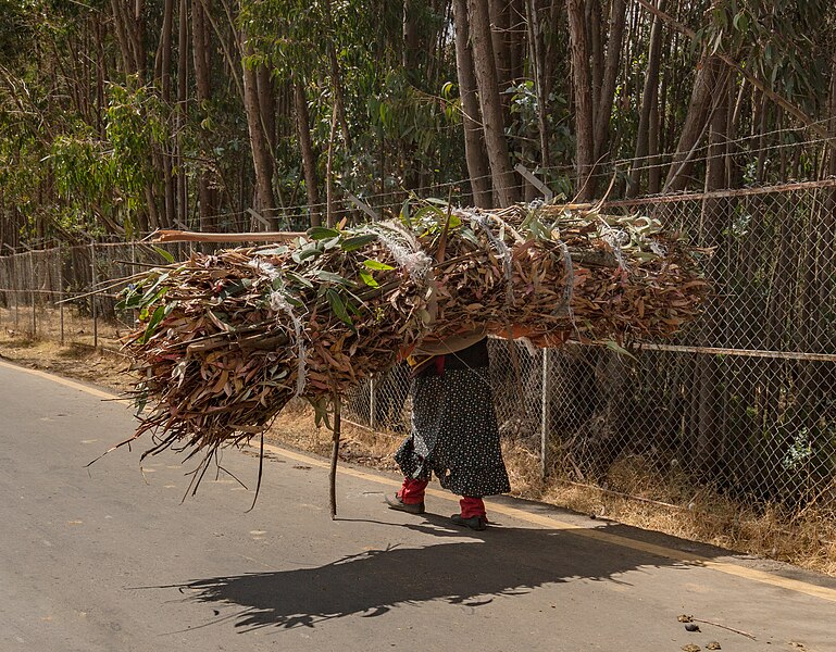 File:Mujer cargando ramas, monte Entoto, Adís Abeba, Etiopía, 2024-01-19, DD 13.jpg