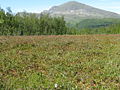 Boreal bog 200 km inside the Arctic Circle in Nordland, Norway.