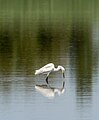 13 Snowy egret (72749) uploaded by Rhododendrites, nominated by Rhododendrites,  10,  0,  0