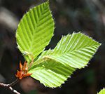 Young leaves (front)