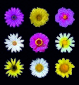 * Nomination Flowers of three colours -- Alvesgaspar 23:10, 24 December 2021 (UTC) * Promotion Good quality. --Cayambe 10:22, 25 December 2021 (UTC)
