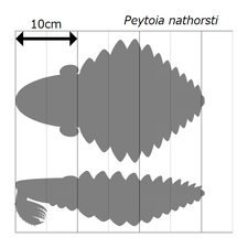 Peytoia (=Laggania) ペイトイア（ペユトイア）（=ラガニア）