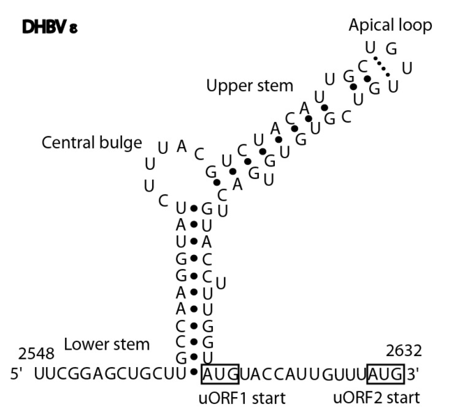 File:DHBV epsilon.png