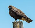 Buteo swainsoni (cat.)