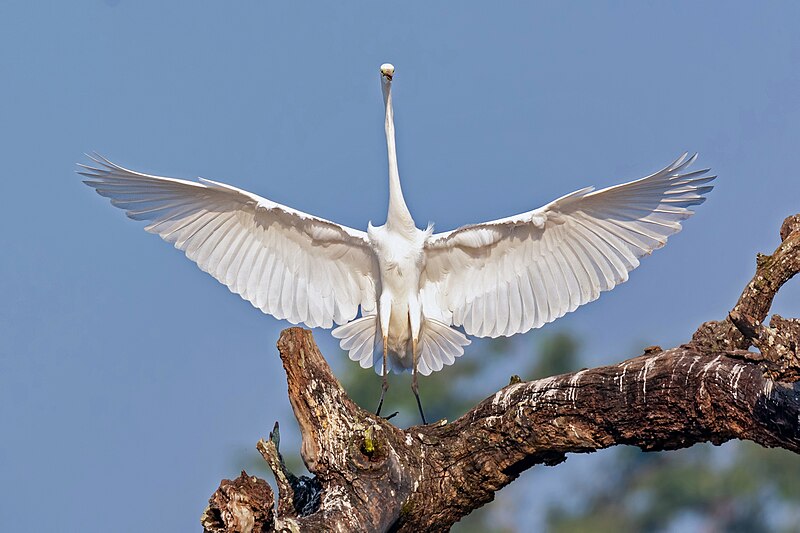 File:The great egret (Ardea alba).jpg