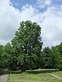 Bielefeld, Nordpark, protected natural monument