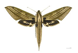 Dorsal side.