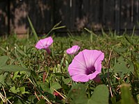 Ipomoea cordatotriloba