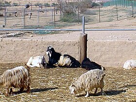 Goats in a pen. Revivim, Israel