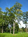 Arboretum de Chèvreloup in Rocquencourt