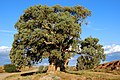 River Red Gum