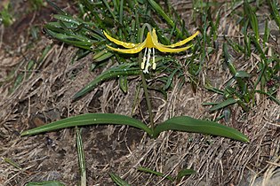 Erythronium grandiflorum