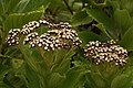 * Nomination: Psiadia boivinii, wild endemic flower of Réunion island --B.navez 14:23, 24 October 2008 (UTC)) * * Review needed