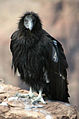 Juvenile; Grand Canyon, Arizona