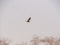 * Nomination Vulture in flight over Mole National Park --MB-one 06:27, 13 June 2023 (UTC) * Decline  Oppose too far away --Charlesjsharp 09:32, 14 June 2023 (UTC)