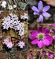 Colour variation in var. japonica