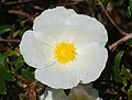 * Nomination Flower of a Narrow-leaved Cistus -- Alvesgaspar 00:43, 14 December 2021 (UTC) * Promotion  Support Good quality.--Agnes Monkelbaan 05:24, 14 December 2021 (UTC)