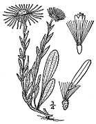 Erigeron caespitosus