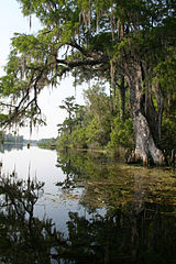Wacissa River, Jefferson County, Florida