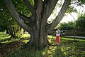 Remarkable tree in Court-Saint-Etienne (Belgium)