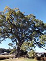 Kawako camphor tree, Takeo 川古のクス、武雄市