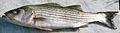 Atlantic Striped Bass, National fish of America