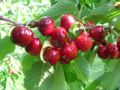Famous Villar Dora's cherries