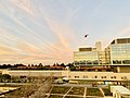 * Nomination: a helicopter above New Stanford Hospital in the evening --Suiren2022 20:48, 11 May 2022 (UTC) * Review At the very least a perspective correction is needed.--Peulle 21:22, 11 May 2022 (UTC)