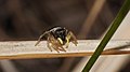 Springspinne, Heliophanus cupreus, Weibchen, im Käfertaler Wald