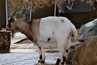 Bunte Holländische Ziege