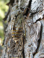 * Nomination A Cicada, close shot --Kilom691 21:10, 26 November 2008 (UTC) * Promotion Crop is a bit tight but the image details within the focal plane are good enough. --Richard Bartz 19:23, 27 November 2008 (UTC)