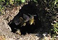 Wasps expanding their subterraneous nest