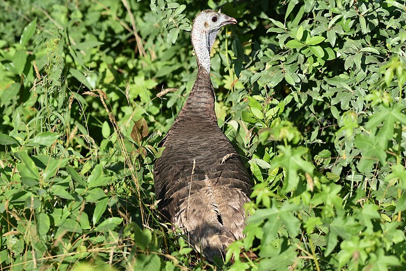 File:Wild turkey birding bombay hook 7.5.18 DSC 0450.jpg