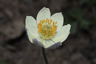 Pulsatilla occidentalis, detail