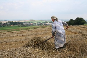 Drying of the straw in Falaën Belgium.