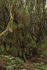 Laurisilva Garajonay National Park La Gomera