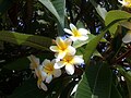 Plumeria rubra in Israel