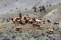 Elk herd (bull, cows & calves) at Mammoth Hot Springs; September 1997