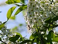 Gewöhnliche Traubenkirsche - Prunus padus, blühend, am Bruchgraben in den Kirschgartshäuser Schlägen