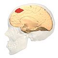 Medial view of BA8