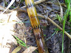 Equisetum fluviatile