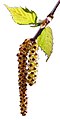 male catkins (white background)