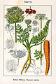 Daucus carota vol. 12 - plate 33 in: Jacob Sturm: Deutschlands Flora in Abbildungen (1796)