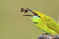 * Nomination The asian green bee eater catching and tossing a bee in chitwan national park nepal. By User:Prasan Shrestha --Nirmal Dulal 05:01, 21 June 2024 (UTC) * Promotion  Support Good quality. --Ermell 05:20, 21 June 2024 (UTC)