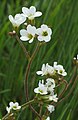 * Nomination Meadow saxifrage (Saxifraga granulata) --Robert Flogaus-Faust 09:53, 1 May 2024 (UTC) * Promotion  Support Good quality. --Scotch Mist 13:30, 6 May 2024 (UTC)